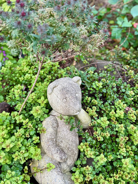 ガーデニングアドバイス