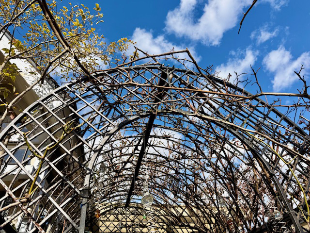 ガーデニングアドバイス