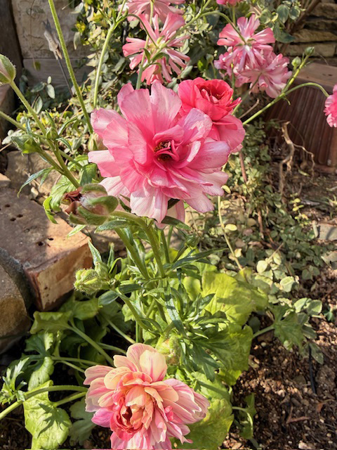 ガーデニングアドバイス