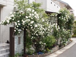 バラが咲き乱れる