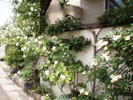 リンゴの木