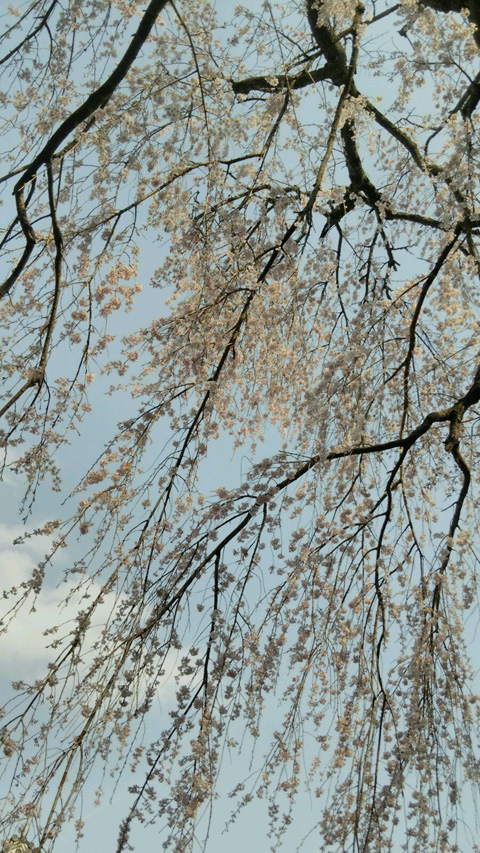 大津市から近い京都まで足をのばして天竜寺のシダレザクラを見に行ってきました。