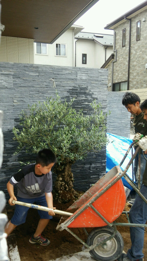 小学生にして植物大好きな息子さんと一緒にシンボルツリーを植樹しました。