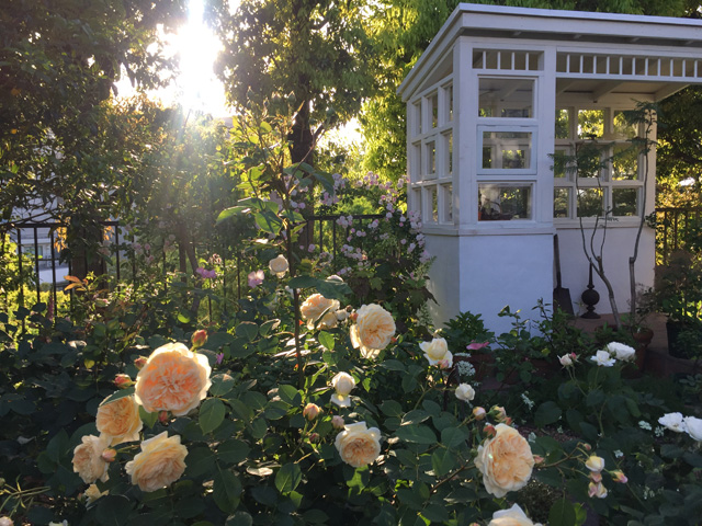 Hyacinth House