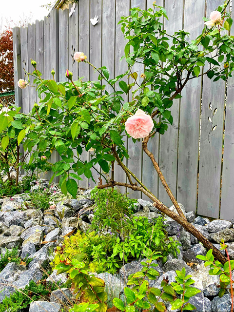 季節ごとに咲くバラも植栽されているのに全体的にはスタイリッシュでかっこいい仕上がりが素敵なお庭です。